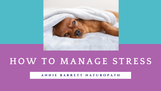 brown dog sleeping on a bed wrapped in a white sheet